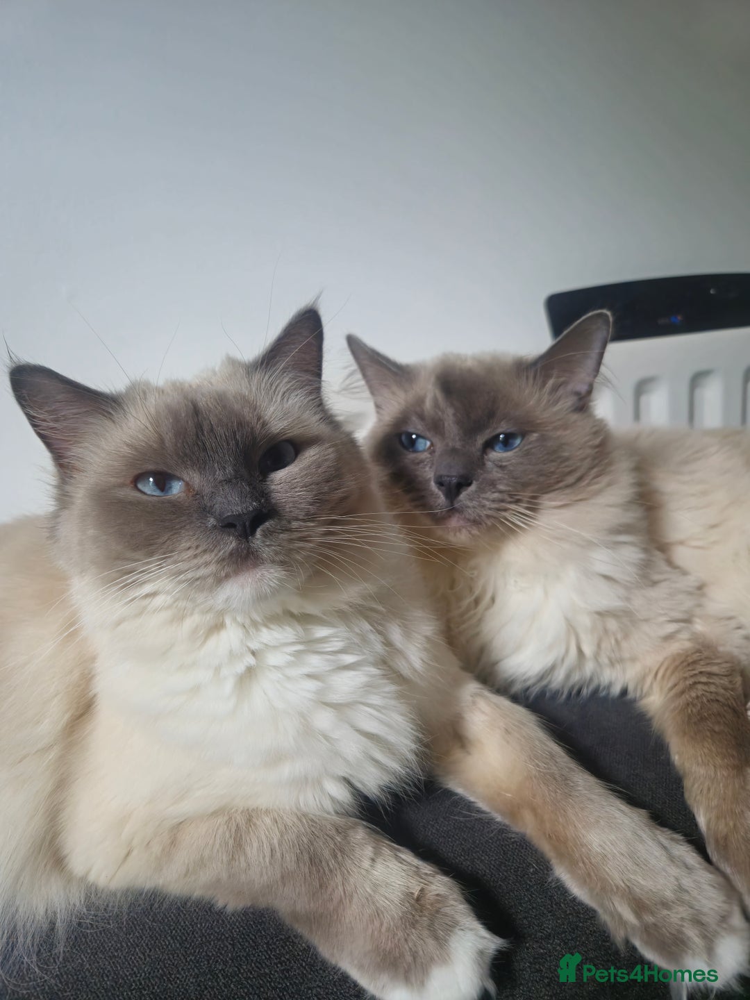 Ragdoll cats for sale: beautiful ragdoll kittens  - Image 11