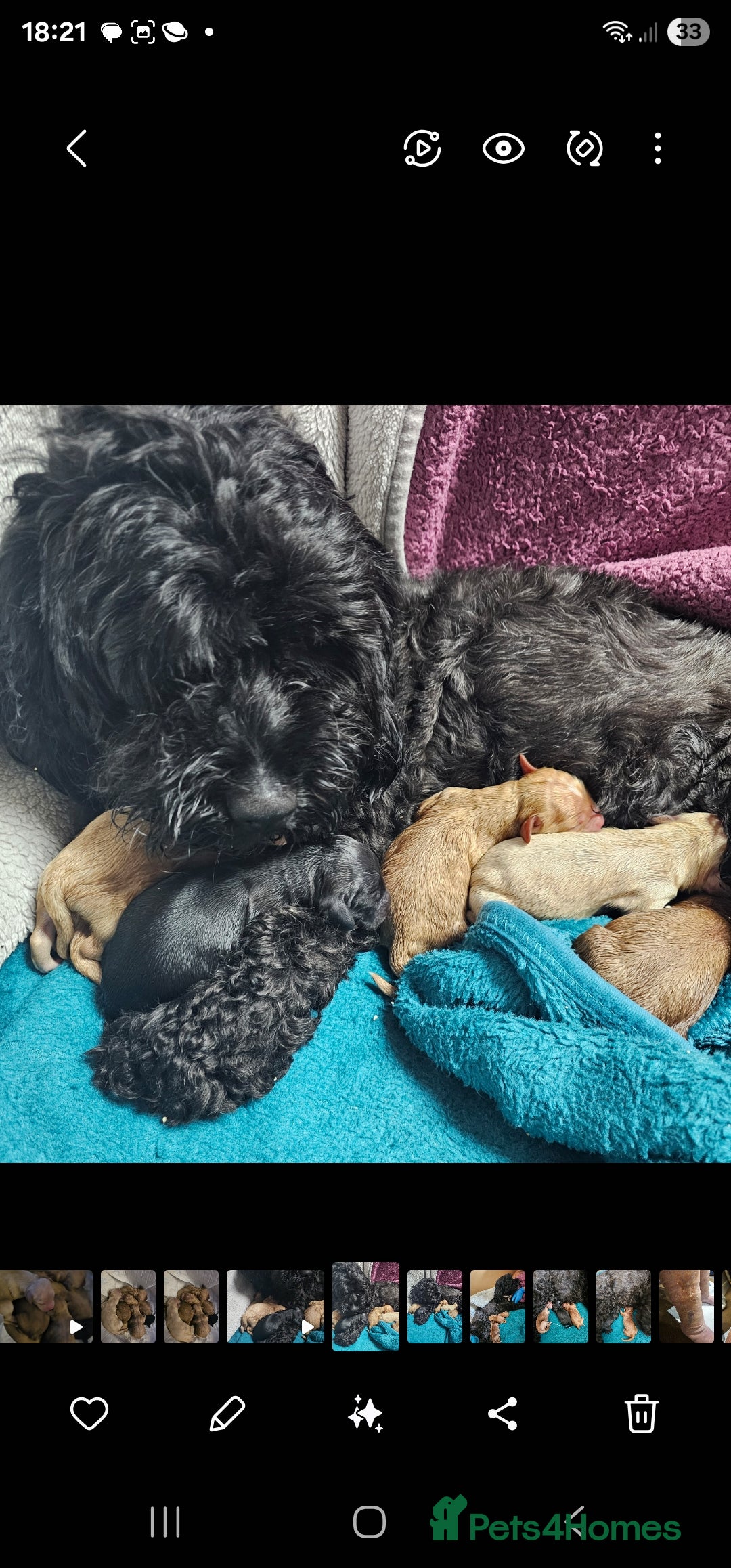 Cockapoo dogs for sale: 4 beautiful cockapoo puppies - Image 24