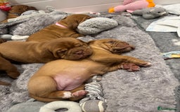 Dogue De Bordeaux dogs for sale: Stunning Quality Dogue de Bordeaux Puppies - Image 4