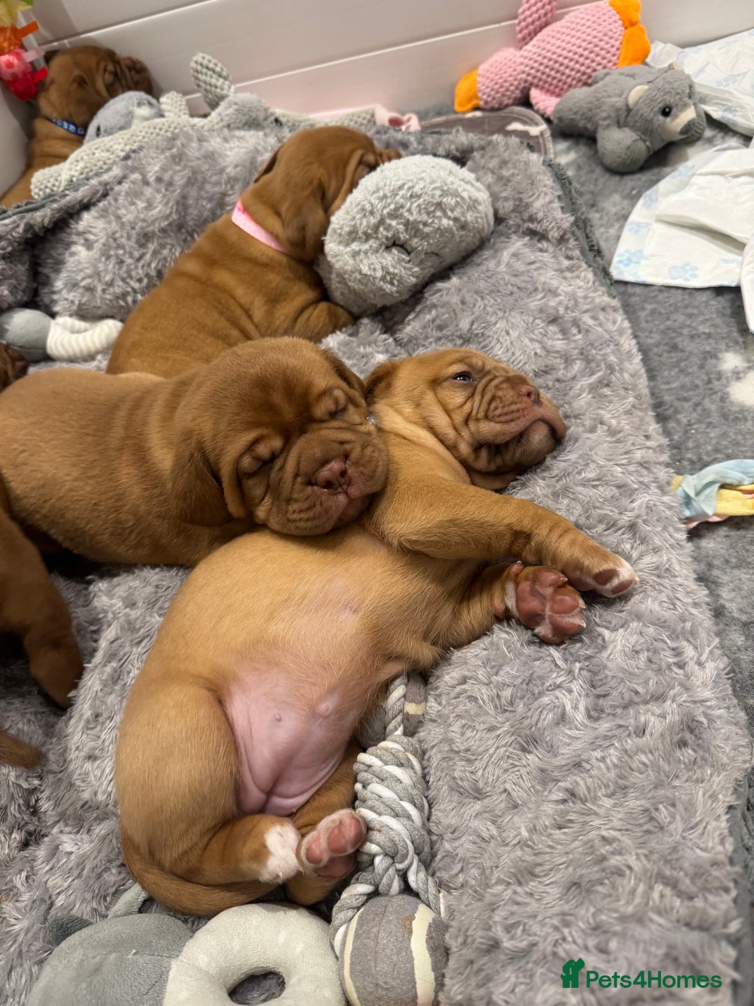 Dogue De Bordeaux dogs for sale: Stunning Quality Dogue de Bordeaux Puppies - Image 4
