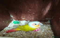 Conures birds for sale: Silly rammed Moon cheek conure - Image 4
