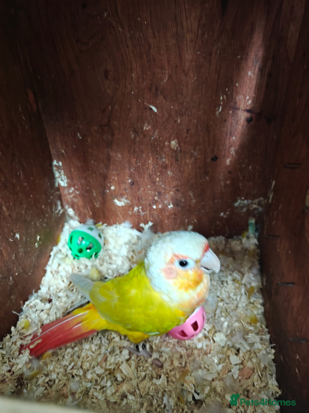 Conures birds for sale: Silly rammed Moon cheek conure - Image 4