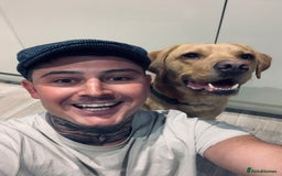 Labrador Retriever dogs for sale: My boy Lenny  - Image 23