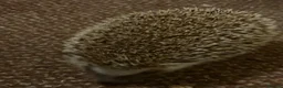 Pygmy Hedgehog rodents for sale: Breeding Pair Pygmy Hedgehogs Emergency Rehoming - Advert 2