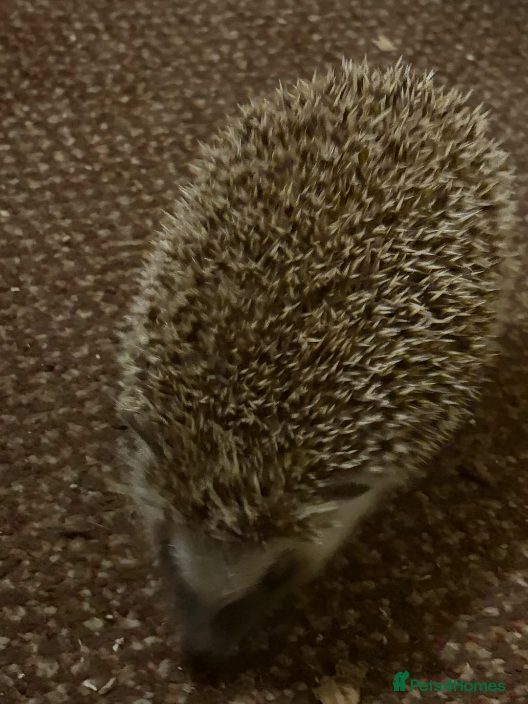 Pygmy Hedgehog rodents for sale: Breeding Pair Pygmy Hedgehogs Emergency Rehoming - Advert 2