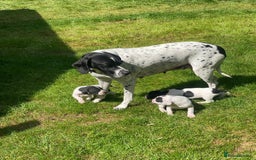 Pointer dogs for sale: English Pointer Bitch - Image 14