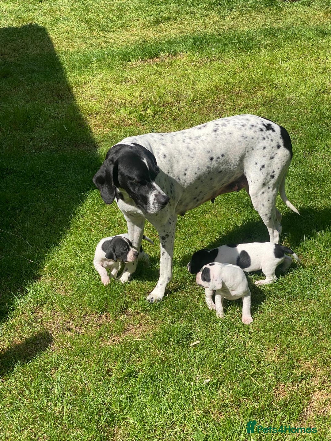Pointer dogs for sale: English Pointer Bitch - Image 14