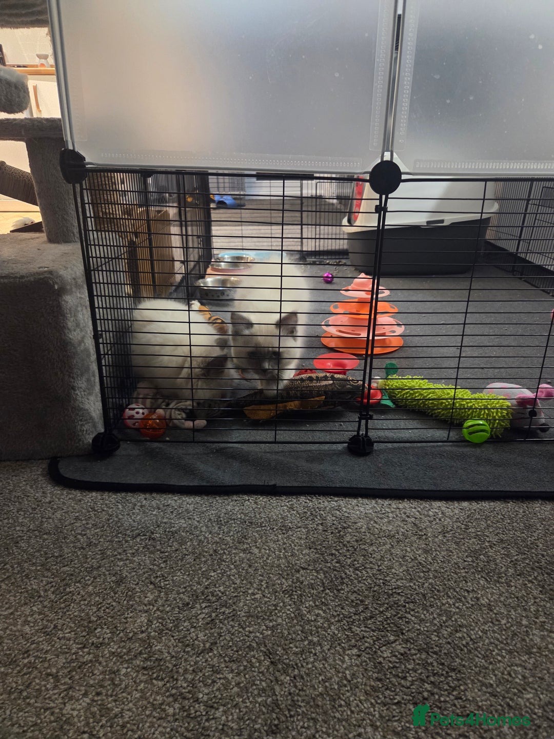 Ragdoll cats for sale: 2 stunning female ragdolls - Advert 4