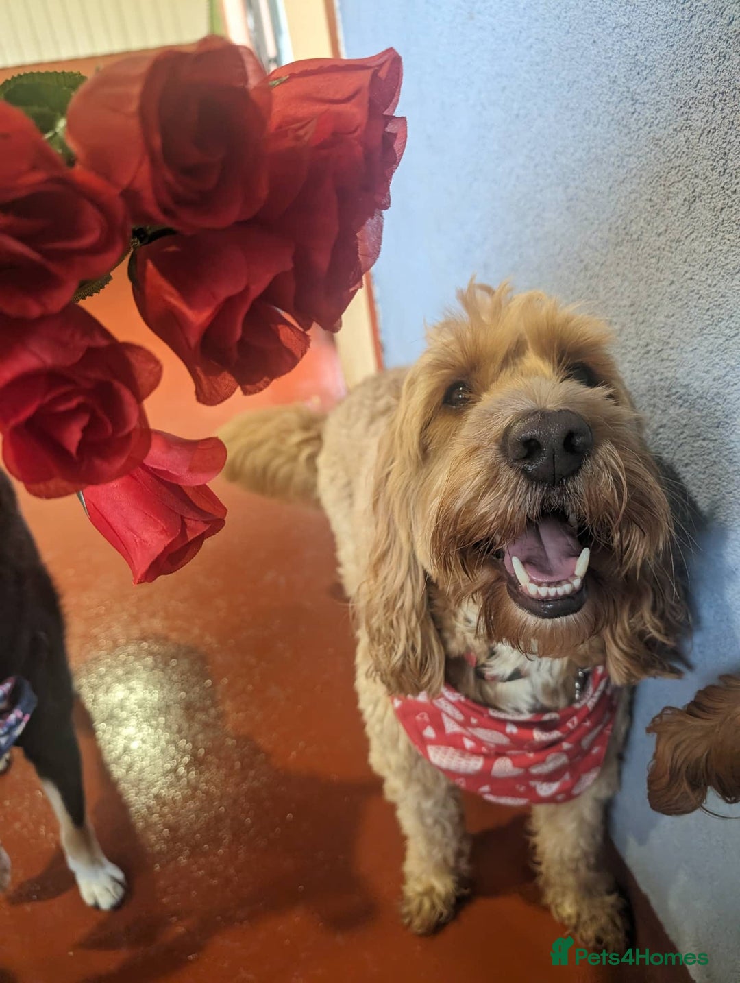 Cockapoo dogs for stud: Stud Available - Handsome F2 Cockapoo called Teddy - Image 4