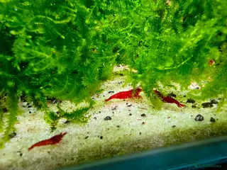 Shrimps fish Red Cherry Shrimp Good Quality Grade - Advert 1