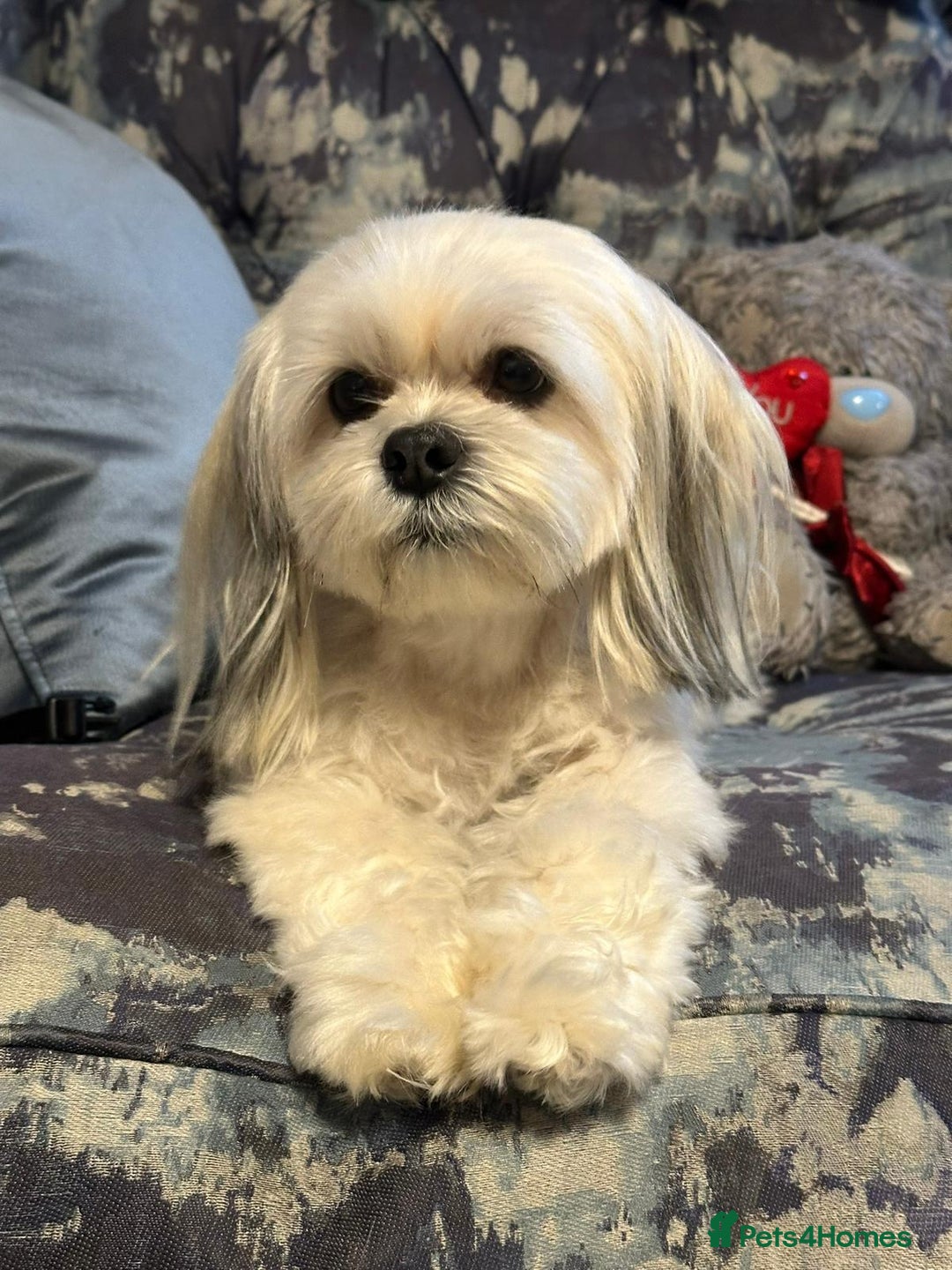 Lhasa Apso dogs for sale: Lhasa Apso Male Puppies for Sale  - Advert 1