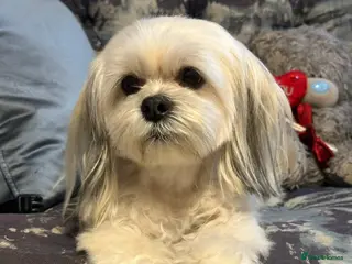 Lhasa Apso dogs Lhasa Apso Male Puppies for Sale - Advert 17