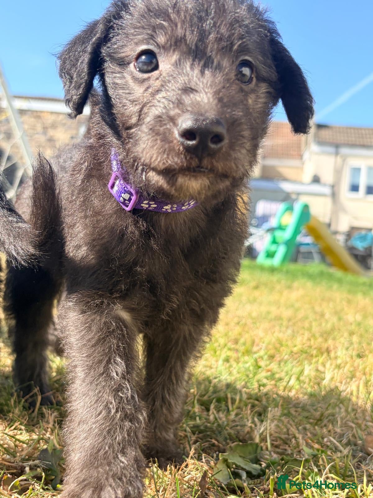 Mixed Breed dogs Bedlington whippets - Advert 1