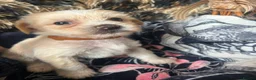 Chinese Crested dogs for sale: chinese crested for sale  - Advert 4