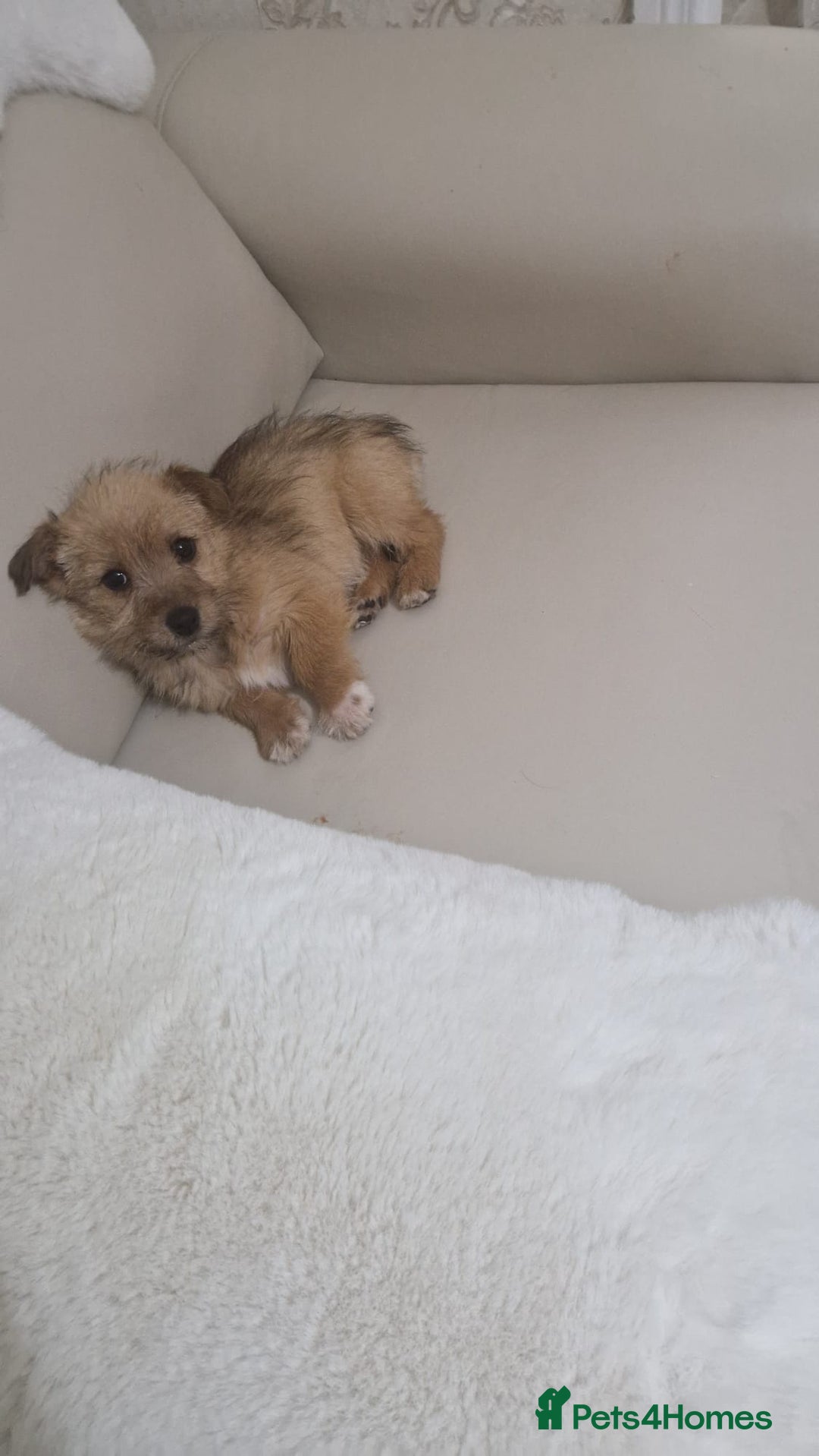 Yorkshire Terrier dogs for sale: Yorkshire terrier puppies - Advert 6