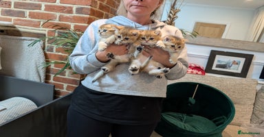 Scottish Fold cats - Advert 8