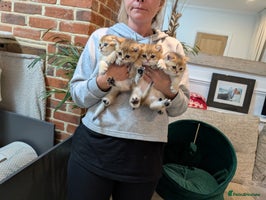 Scottish Fold cats - Advert 12