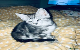 British Shorthair cats for sale: Playful adorable kittens - Advert 2