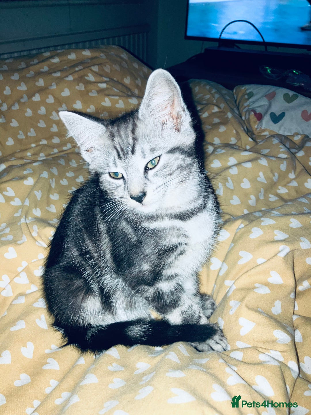 British Shorthair cats for sale: Playful adorable kittens - Advert 2