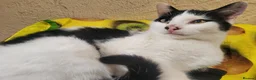 Mixed Breed cats for sale: Dice the Cheeky harlequin kitten  - Advert 1