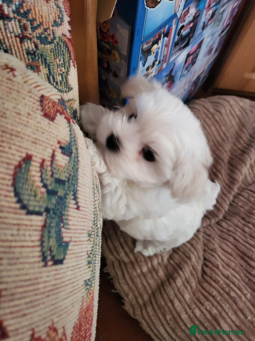 Maltese dogs for sale: Small Fluffy KC Maltese Puppy Family Raised & Love - Image 16