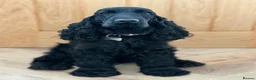 Cockapoo dogs for sale: F1 cockapoo puppies - READY NOW 1 BOY AVAILABLE  - Advert 10