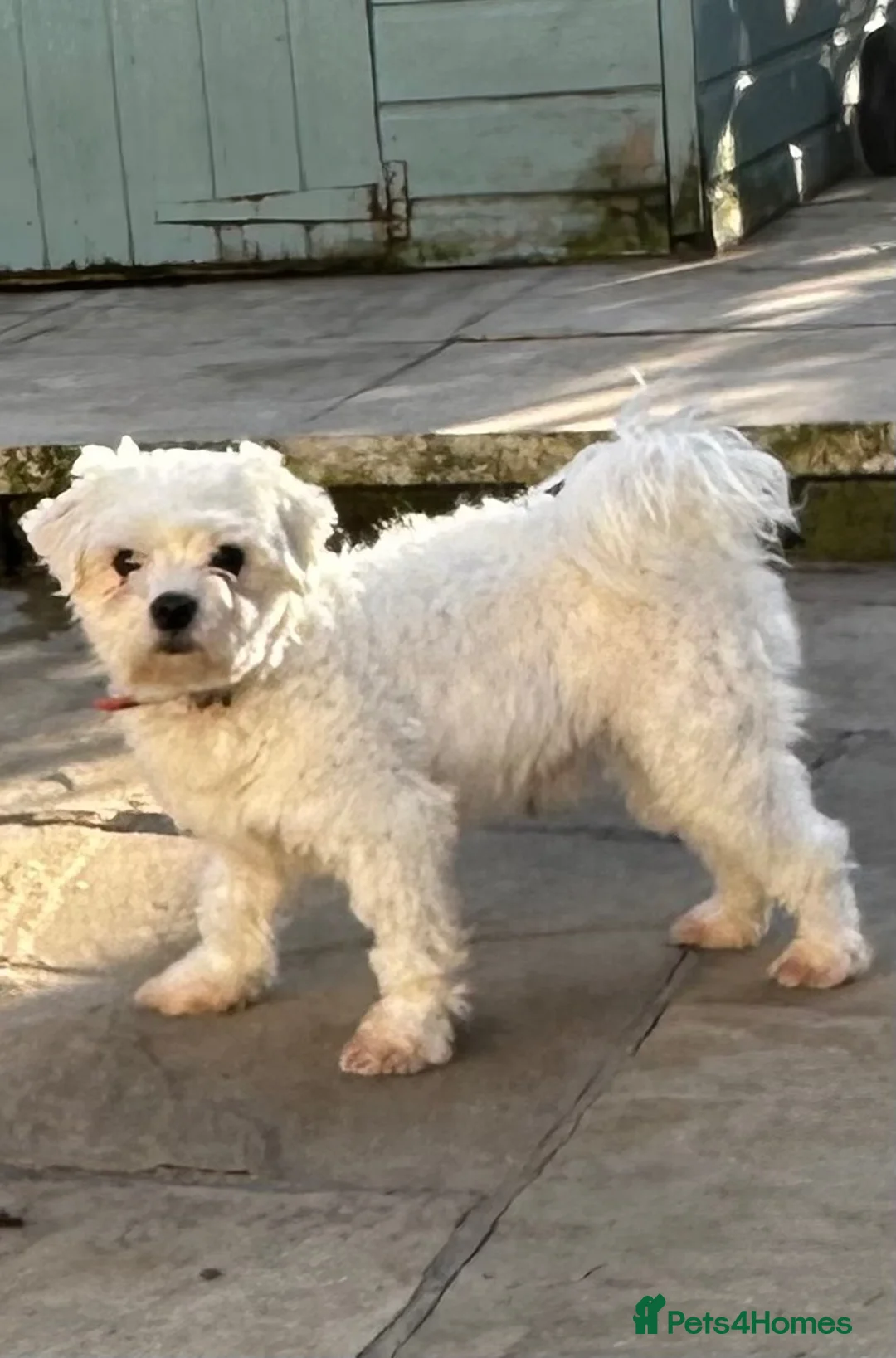 Maltese dogs for sale: Kc reg boy for sale - Advert 1