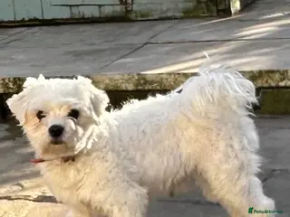 Maltese dogs Kc reg boy for sale - Advert 2