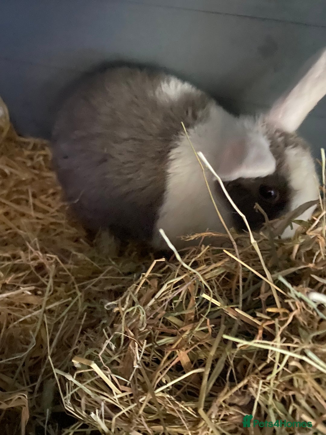 Mixed Breed rabbits for sale: Baby rabbit  - Advert 1