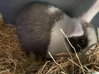 Mixed Breed rabbits Baby rabbit - Advert 15