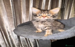 Mixed Breed cats for sale: Tigers angel - Image 1
