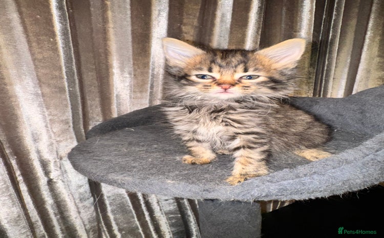 Mixed Breed cats - Advert 5