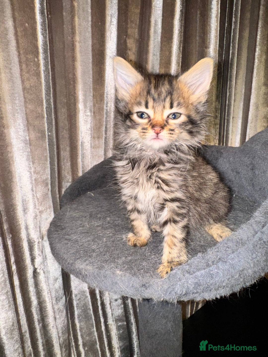 Mixed Breed cats for sale: Tigers angel - Image 1