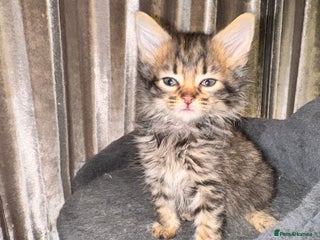 Mixed Breed cats - Advert 16