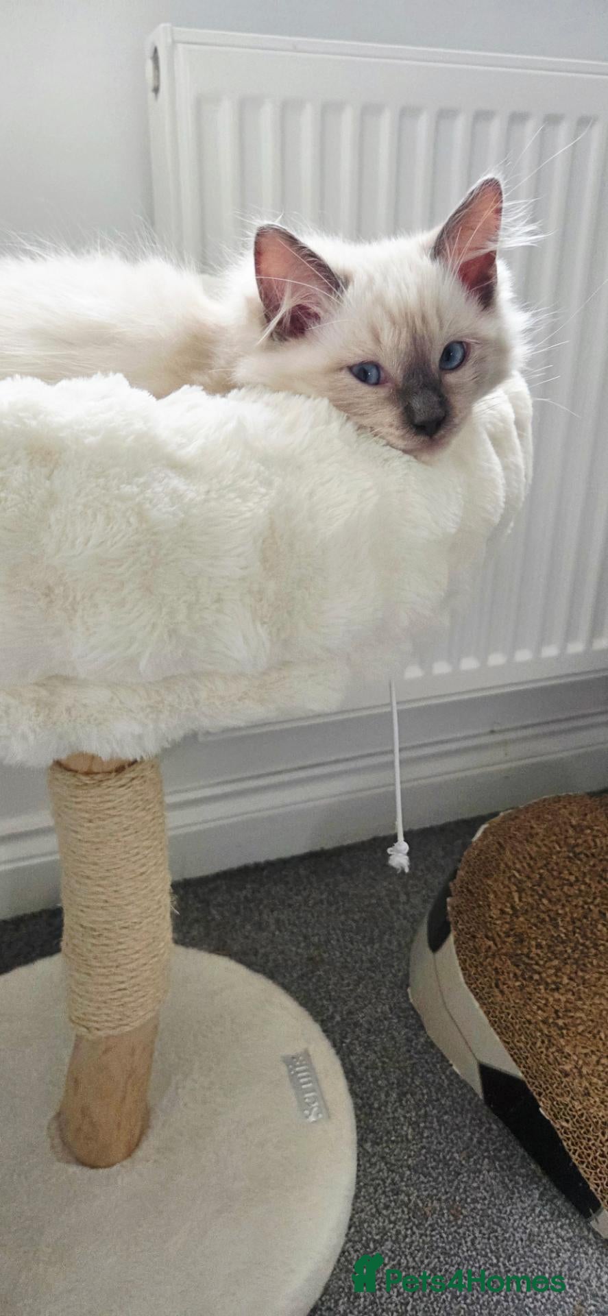 Ragdoll cats  2 Beautiful Ragdoll Boys 🐾 - Advert 1