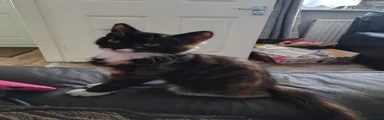 Mixed Breed 3