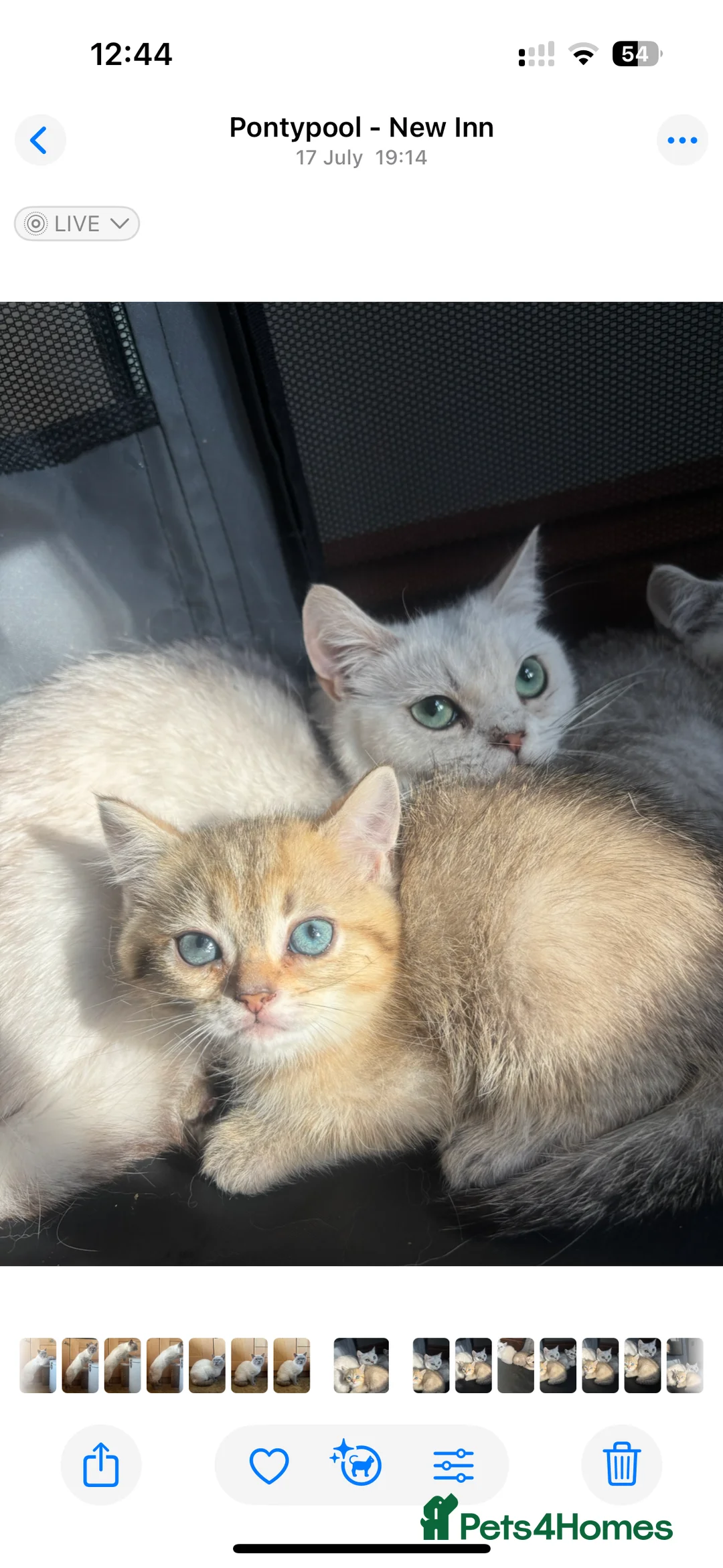 British Shorthair cats for sale: Daisy GCCF Active needs a home by the 22nd - Advert 6