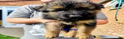 German Shepherd dogs for sale: German shepherd puppy  - Advert 5