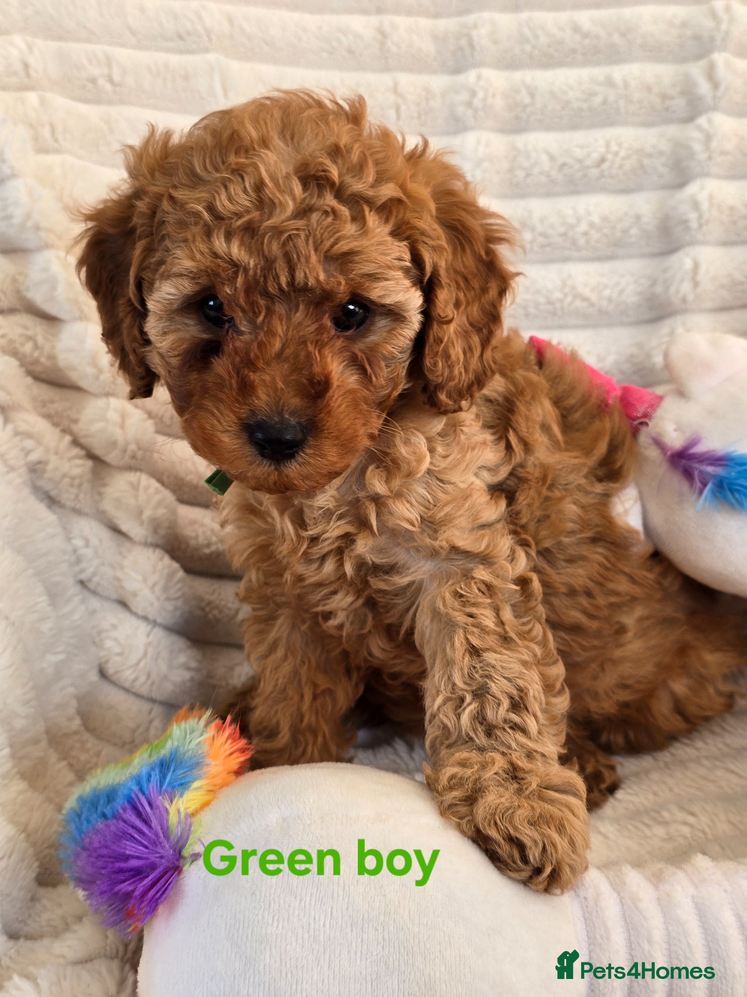 Cavapoo dogs ❤️Cavapoo F1b❤️ DNA tested  - Advert 1