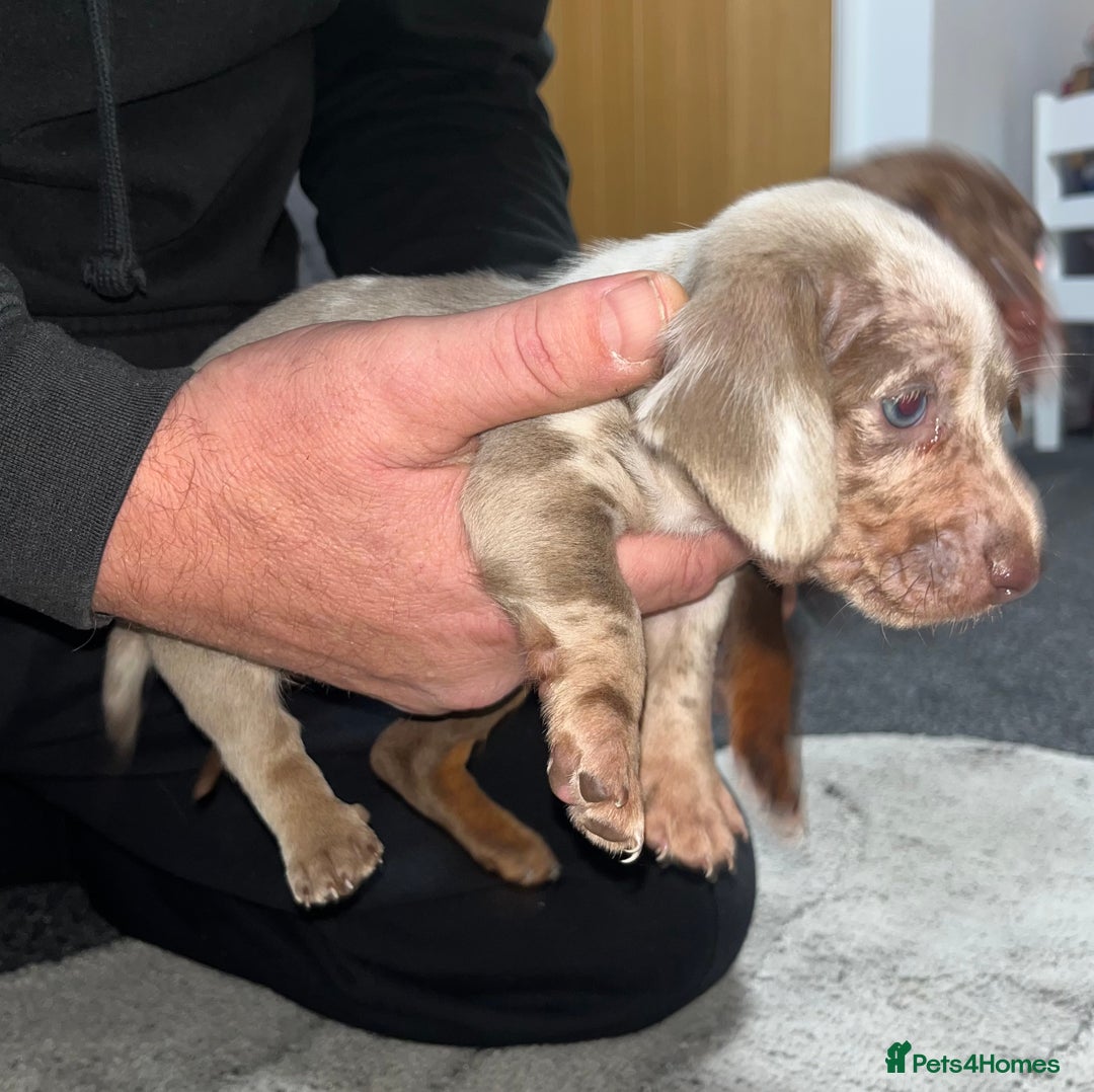 Dachshund dogs for sale: Dachund puppies for sale! - Advert 8