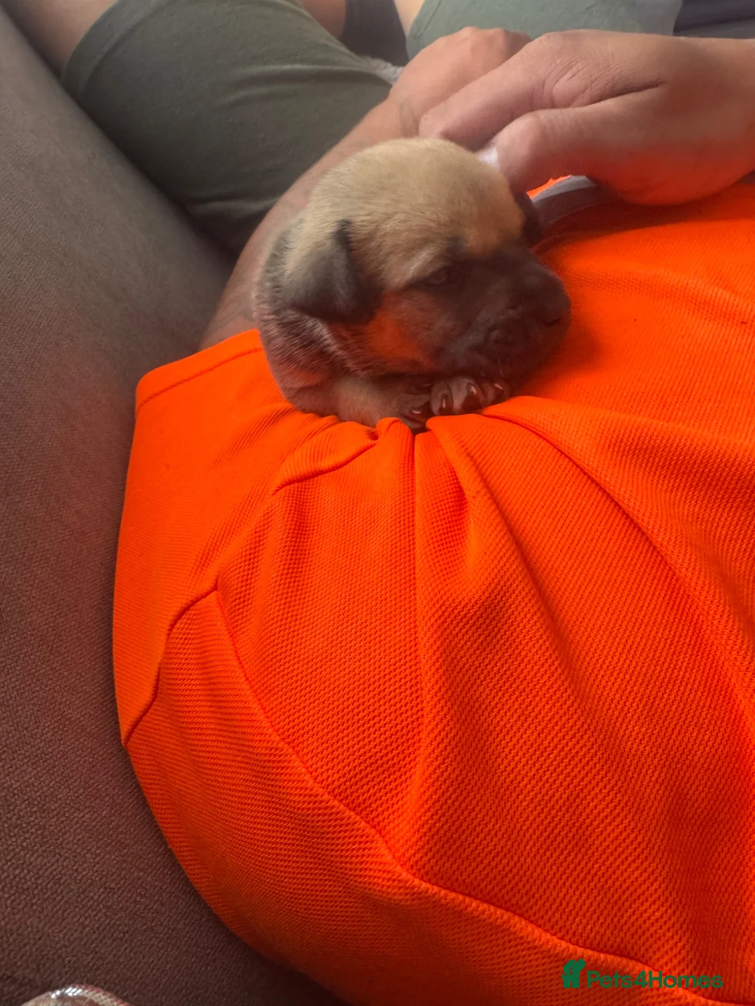 Mixed Breed dogs for sale: LAST PUP AVAILABLE  - Advert 2