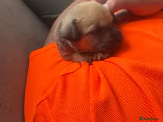Mixed Breed dogs Old tyme babies - Advert 5