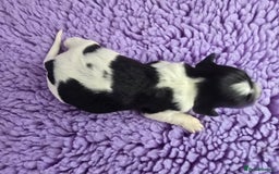 English Springer Spaniel dogs for sale: KC clear DNA vax vetted Springer Pups - Image 14