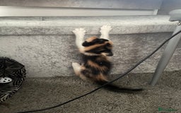 Mixed Breed cats for sale: 3 females - Image 3