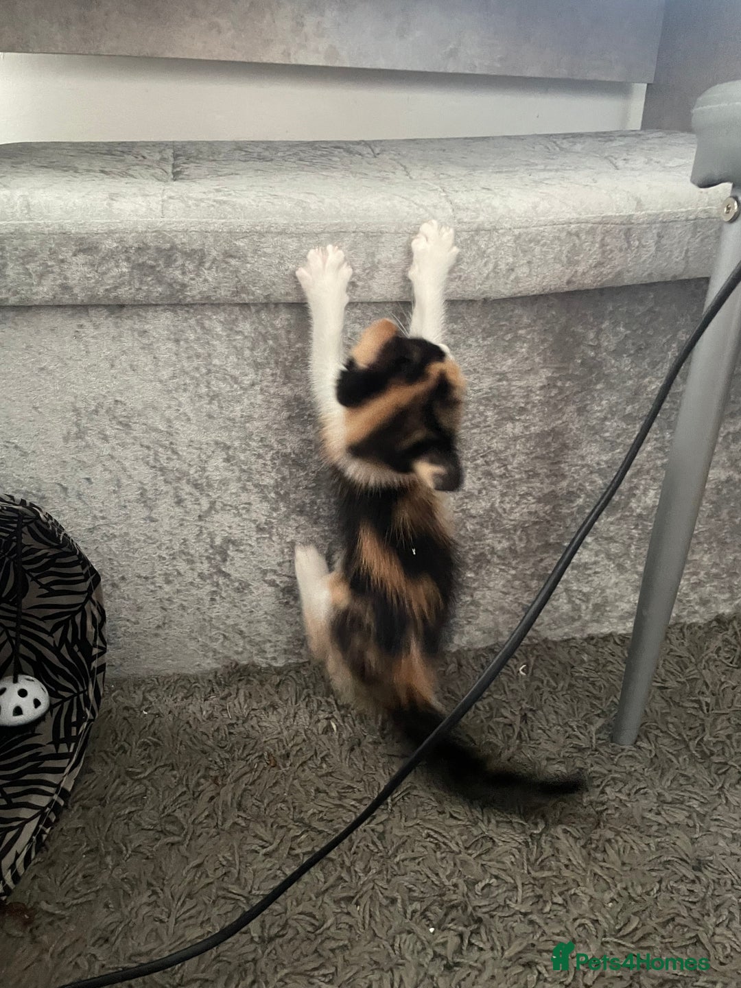 Mixed Breed cats for sale: 3 females - Image 3