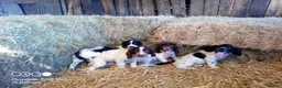 English Springer Spaniel dogs for sale: Springer spaniel pubs  in Tarporley - Advert 6