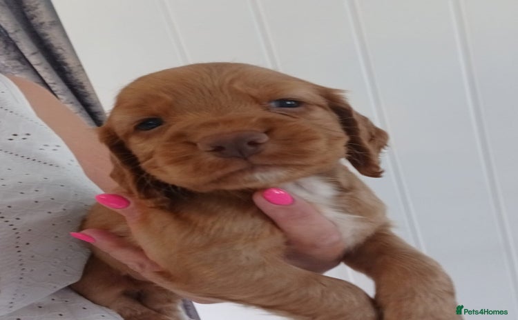Cocker Spaniel dogs - Advert 9