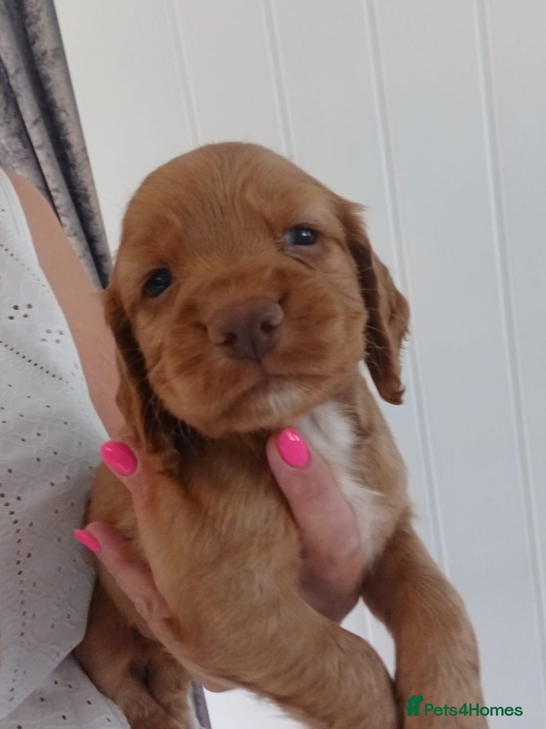 Cocker Spaniel dogs for sale: Kc reg cocker spaniels ready 17th Aug - Image 1