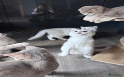 Scottish Fold cats for sale: Scottish fold and Scottish straight Tica pedigree  in Croydon - Image 18