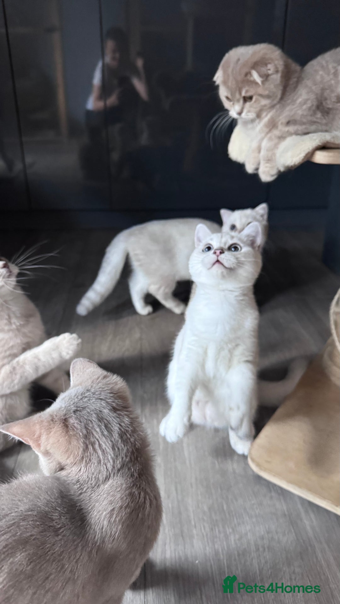 Scottish Fold cats for sale: Scottish fold and Scottish straight Tica pedigree  in Croydon - Image 18